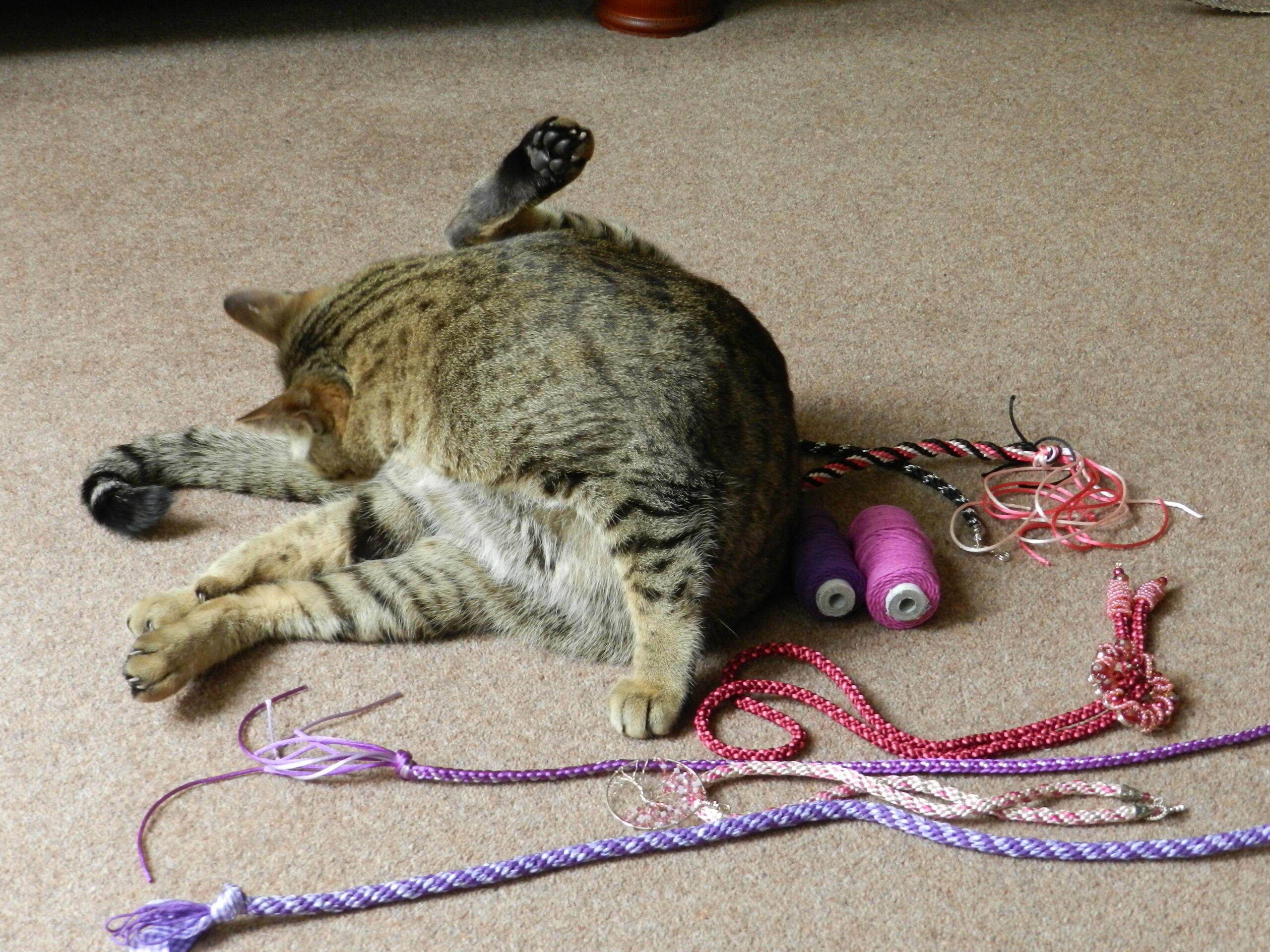 Cat and Kumihimo